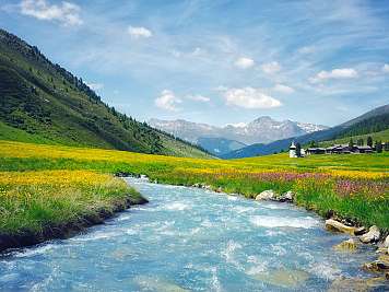 Bergfluss und Blumenwiese