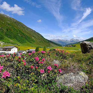 Sertig Walserhaus Kirche Alpenrosen Blumen Grün Himmel Sommer (C)Marcel Giger