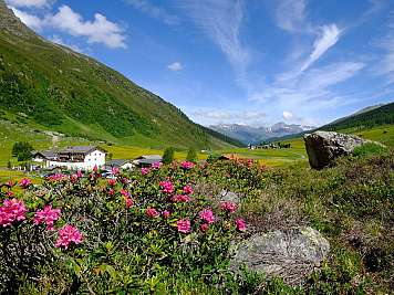 Alpenlandschaft mit Blumen