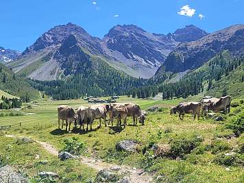 Herd of cows grazing in a green alpine meadow beneath rugged mountains.