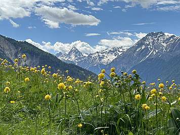 Yellow wildflowers in a green meadow with snowy mountains under a blue sky
