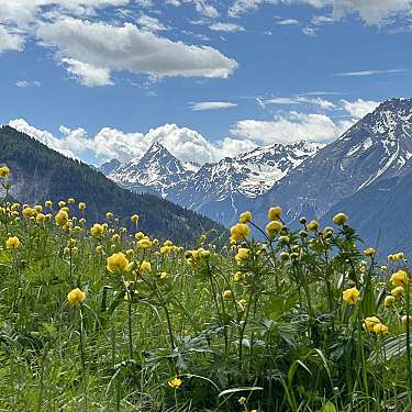 Gelbe Wildblumen im Vordergrund, dahinter schneebedeckte Berge und blauer Himmel.