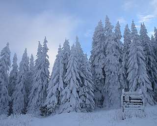 Schneebedeckte Tannen unter blauem Himmel in einer winterlichen Waldlandschaft.