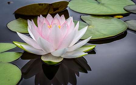 Seerose auf Wasser