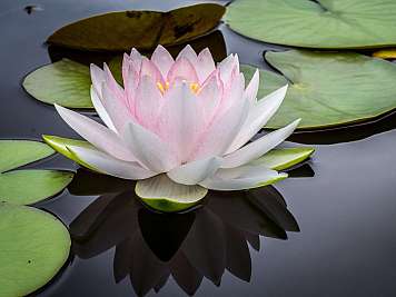 Seerose auf Wasser