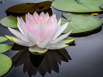 Seerose auf Wasser
