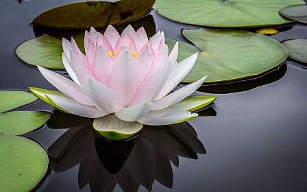 Water Lily on Water