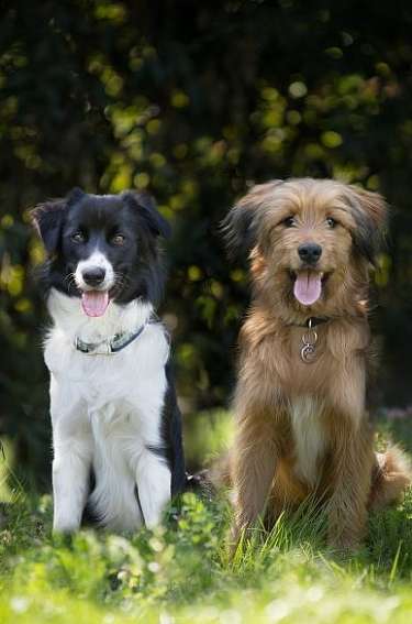 Hunde sind im Waldhotel Davos erlaubt