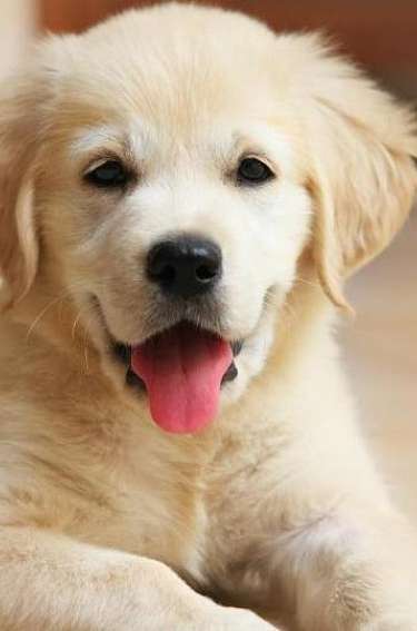 Hunde sind im Waldhotel Davos erlaubt