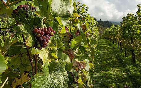 Wein